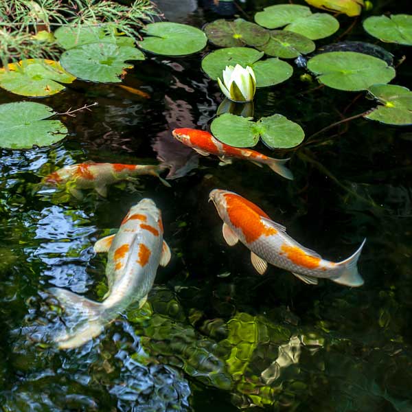 koi-pond